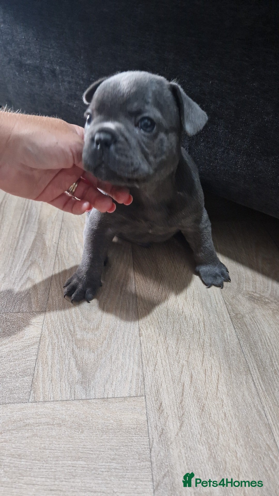 French Bulldog dogs for sale: Blue male French bulldog  - Image 7