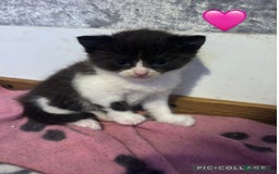 Mixed Breed cats for sale: Half British Short Haired Kittens - Image 12