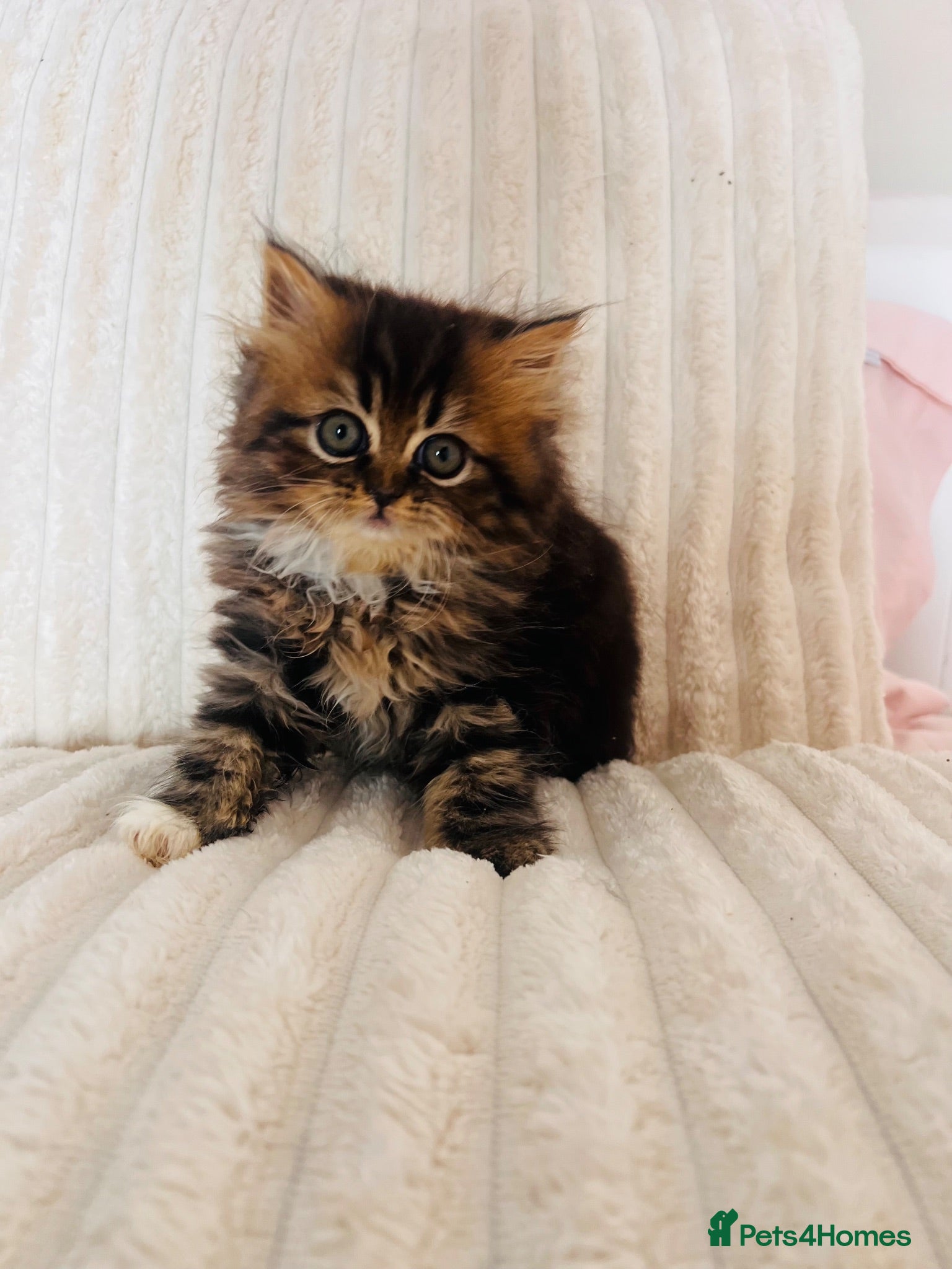 Persian cats Gorgeous Persian Kittens  - Advert 1
