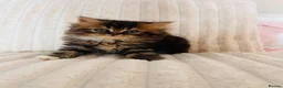 Persian cats for sale: Gorgeous Persian Kittens  - Advert 1