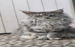 Maine Coon cats for sale: Last 3 Girls!! - Image 2