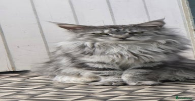 Maine Coon cats - Advert 7