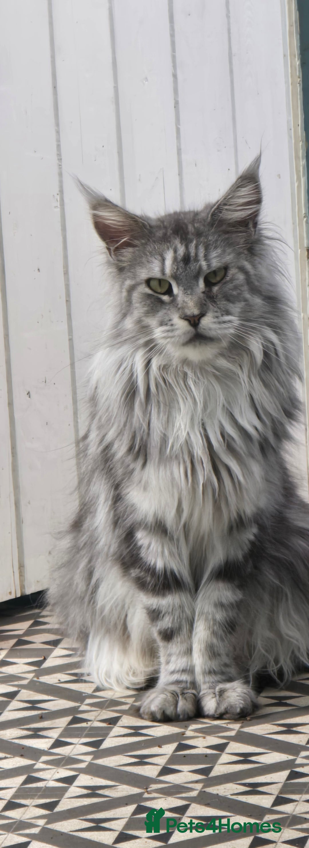 Maine Coon cats for sale: Last 3 Girls!! - Image 2