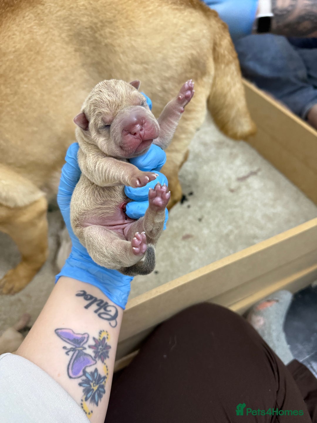 Shar Pei dogs for sale: Beautiful shar pei puppy’s 💜 - Advert 10