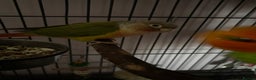 Parrots birds for sale: Three beautiful birds for sale - Advert 5