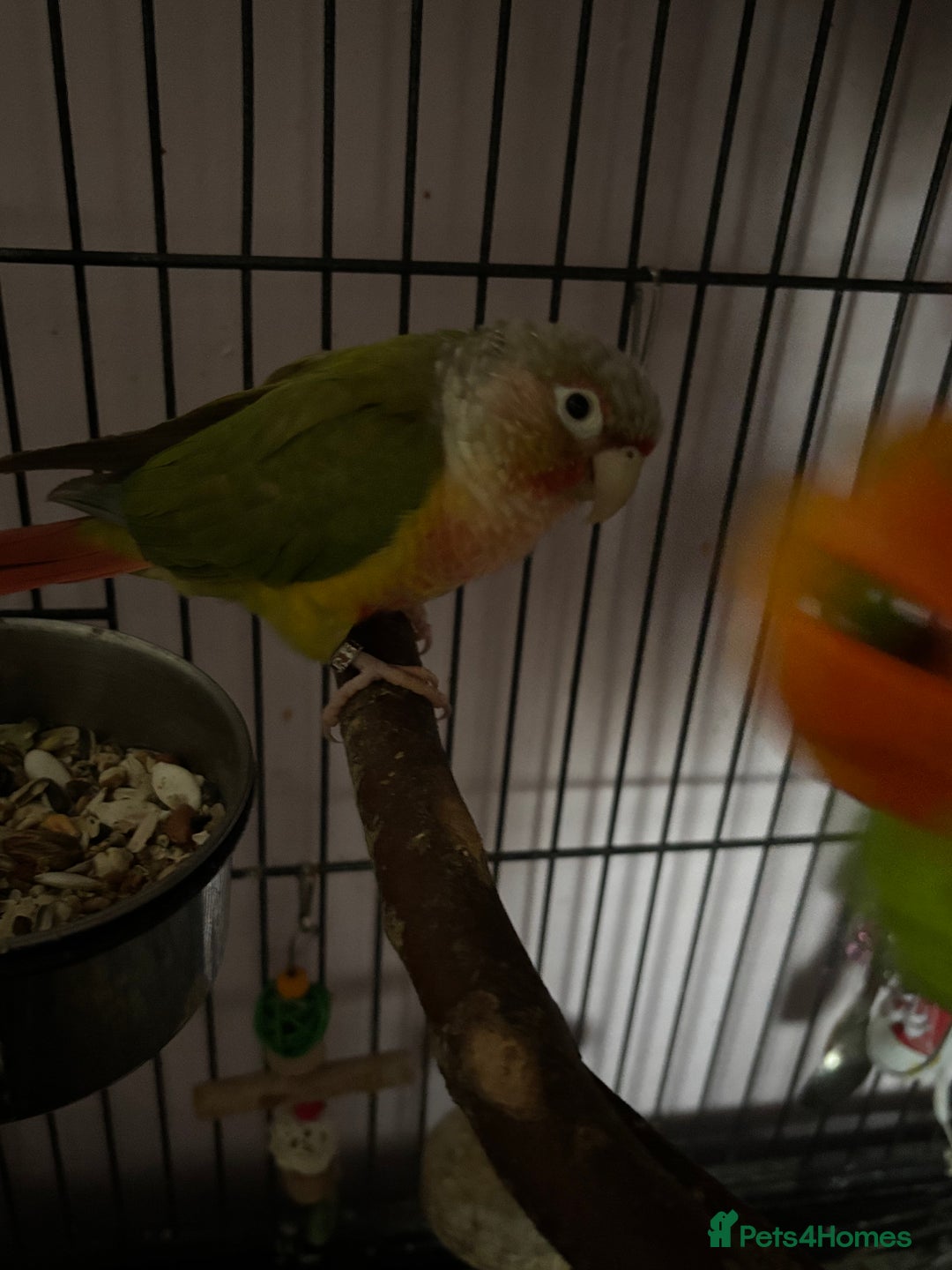 Parrots birds for sale: Three beautiful birds for sale - Advert 5