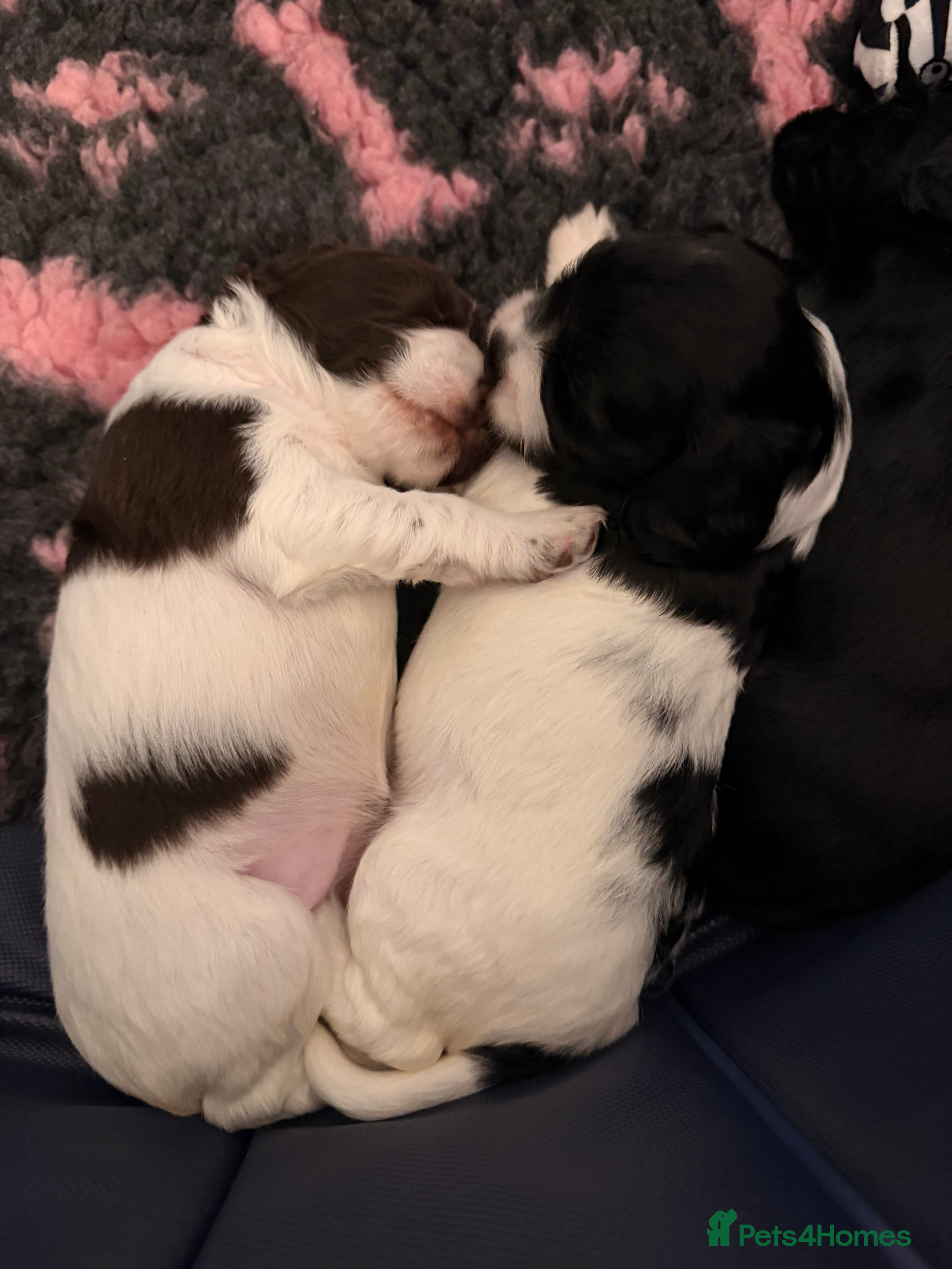 Cocker Spaniel dogs Beautiful Cocker Spaniel Puppies ✨ - Advert 5