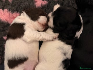 Cocker Spaniel dogs Cocker Spaniel Puppies ✨ - Advert 1