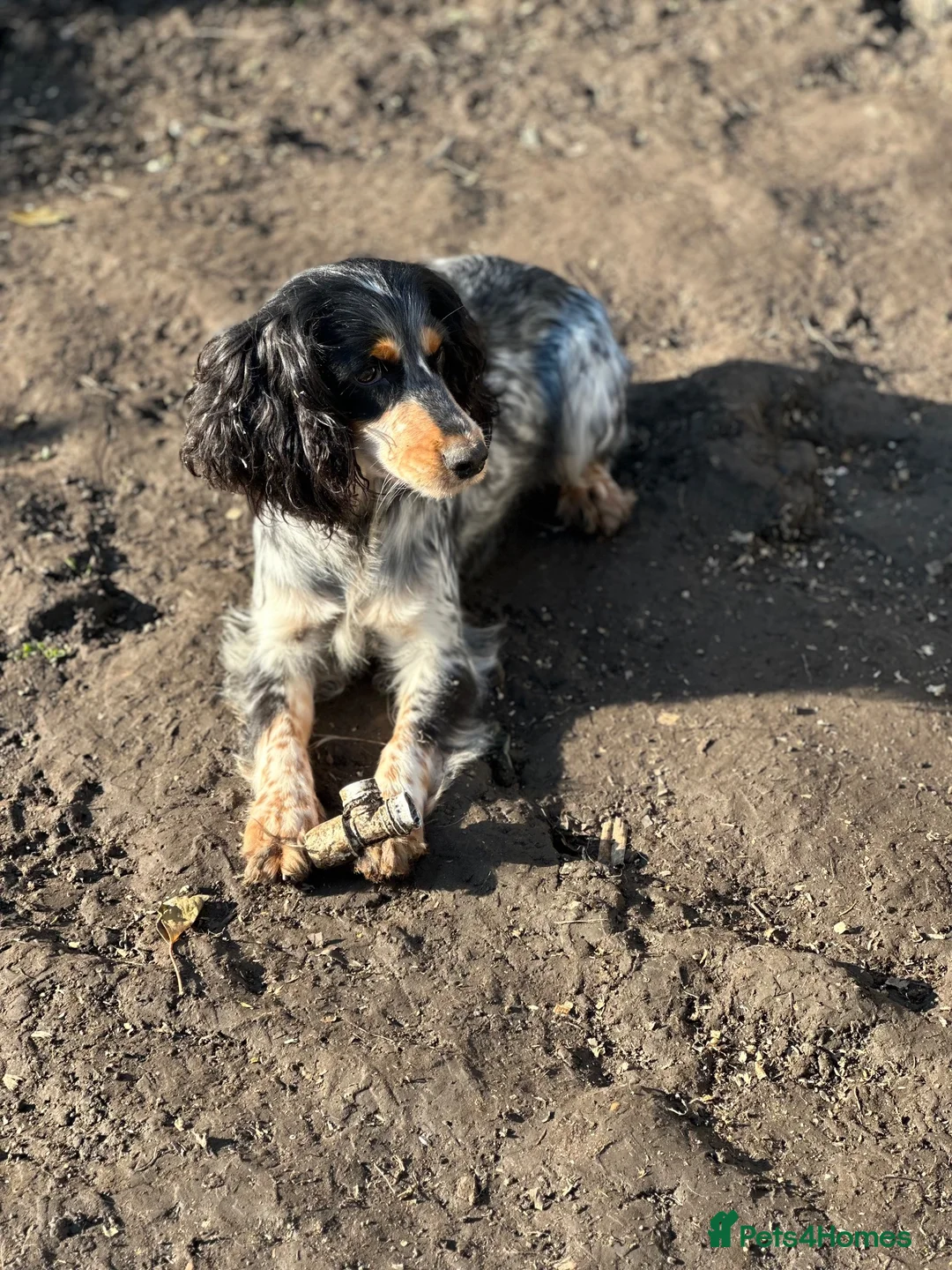Cocker Spaniel dogs for sale: Outstanding Cocker Spaniel Puppies - Advert 15