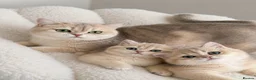 British Shorthair cats for sale: Blue Golden British Shorthair boy 💙 - Advert 13