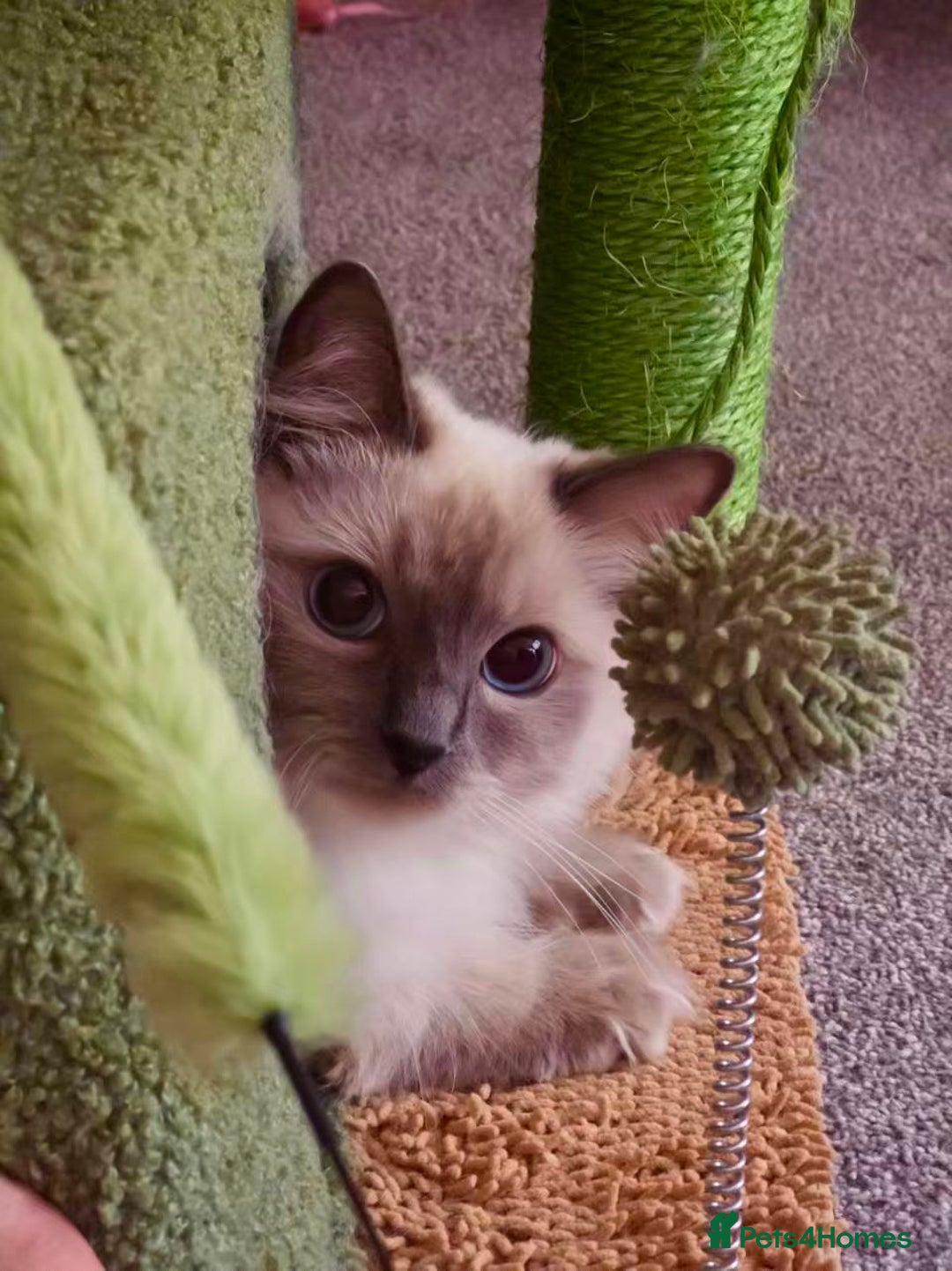 Ragdoll cats for sale: Our Lovely Girl – Looking for a Forever Home - Image 5
