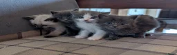 Mixed Breed cats for sale: Gorgeous ragdoll cross kittens  - Advert 2