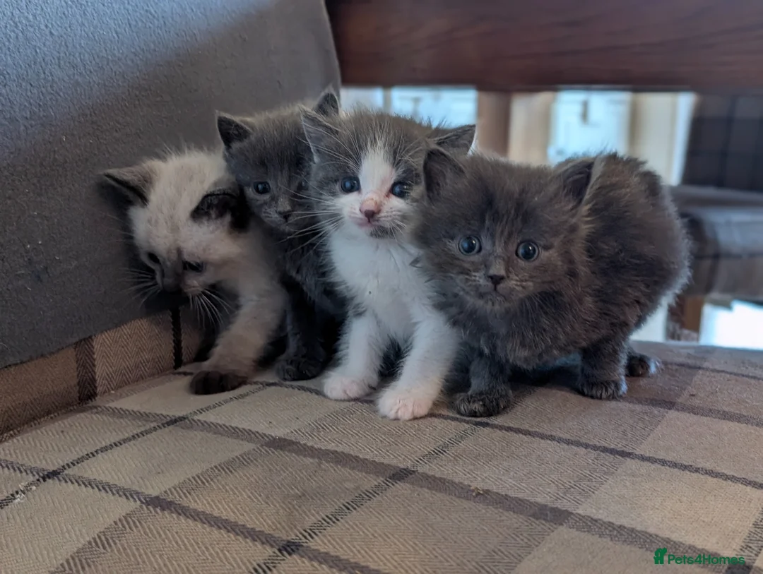 Mixed Breed cats for sale: Gorgeous ragdoll cross kittens  - Advert 2