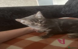 British Longhair cats for sale: British long hair x kittens ready to go - Image 14