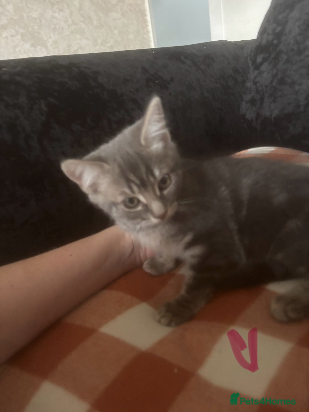 British Longhair cats for sale: British long hair x kittens ready to go - Image 14