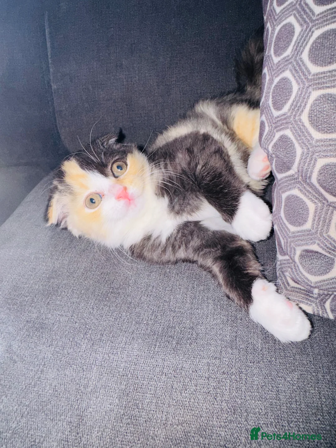 Scottish Fold cats for sale: Scottish fold mixed colour  in London - Advert 1