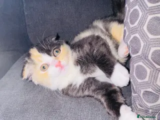 Scottish Fold cats Scottish fold mixed colour - Advert 7