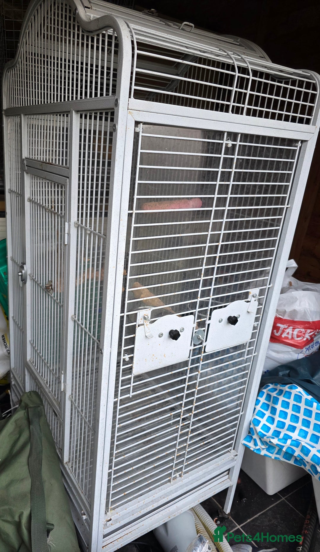 Parakeets birds for sale: Handreared Yellow Quaker - Advert 4