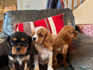 Cavalier King Charles Spaniel dogs Health tested KC REG cavalier King Charles - Advert 14