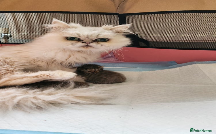 Persian cats - Advert 3