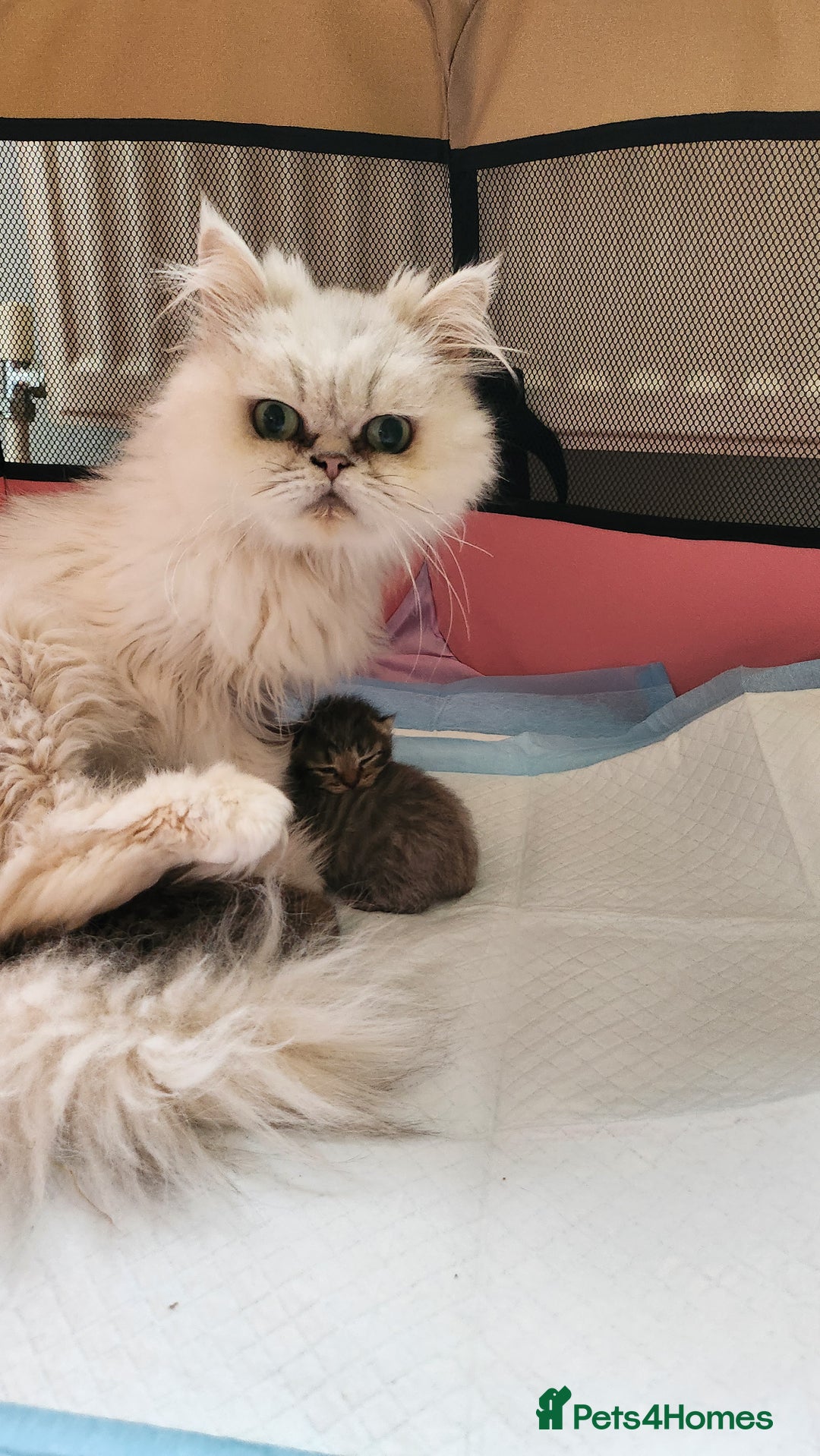 Persian cats for sale: 2 little ones looking for loving homes - Image 1