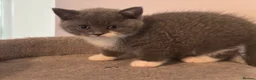 British Shorthair cats for sale: GCCF Pedigree British Shorthair Kittens  - Advert 2