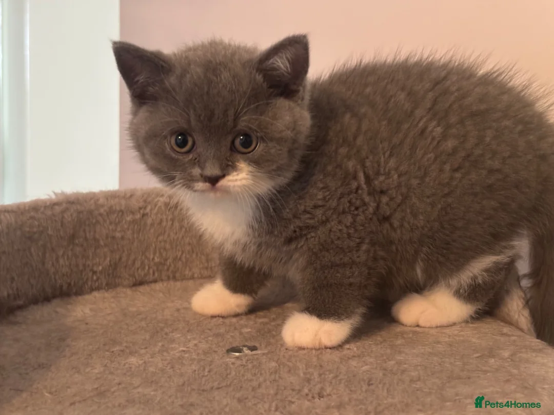 British Shorthair cats for sale: GCCF Pedigree British Shorthair Kittens  - Advert 2
