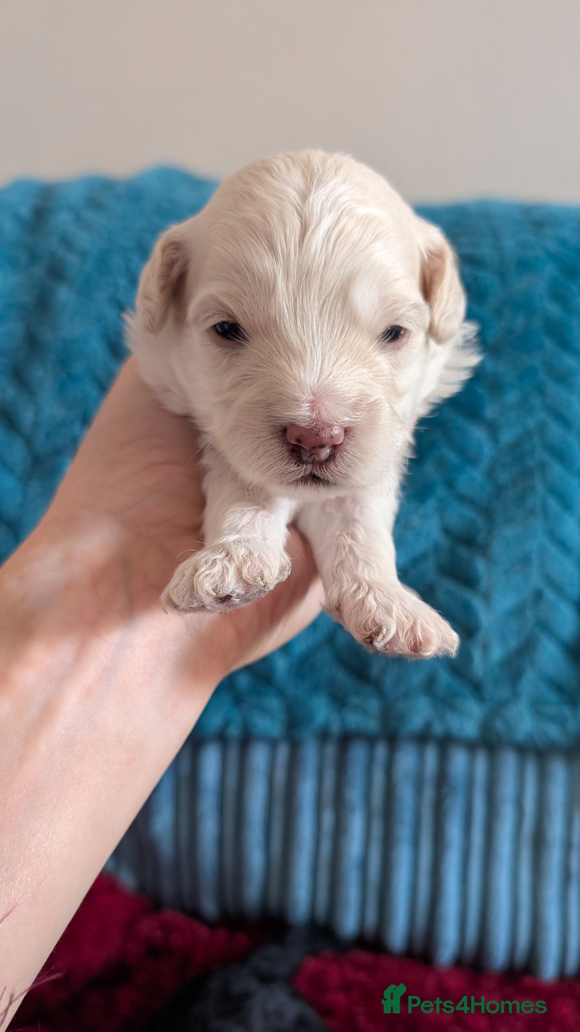 Maltipoo Puppy 3