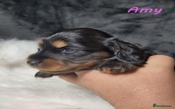 Miniature Dachshund dogs for sale: KC Health tested Licensed breeder 12 years exp - Image 5