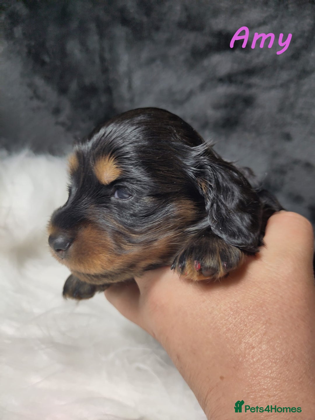 Miniature Dachshund dogs for sale: KC Health tested Licensed breeder 12 years exp - Image 5