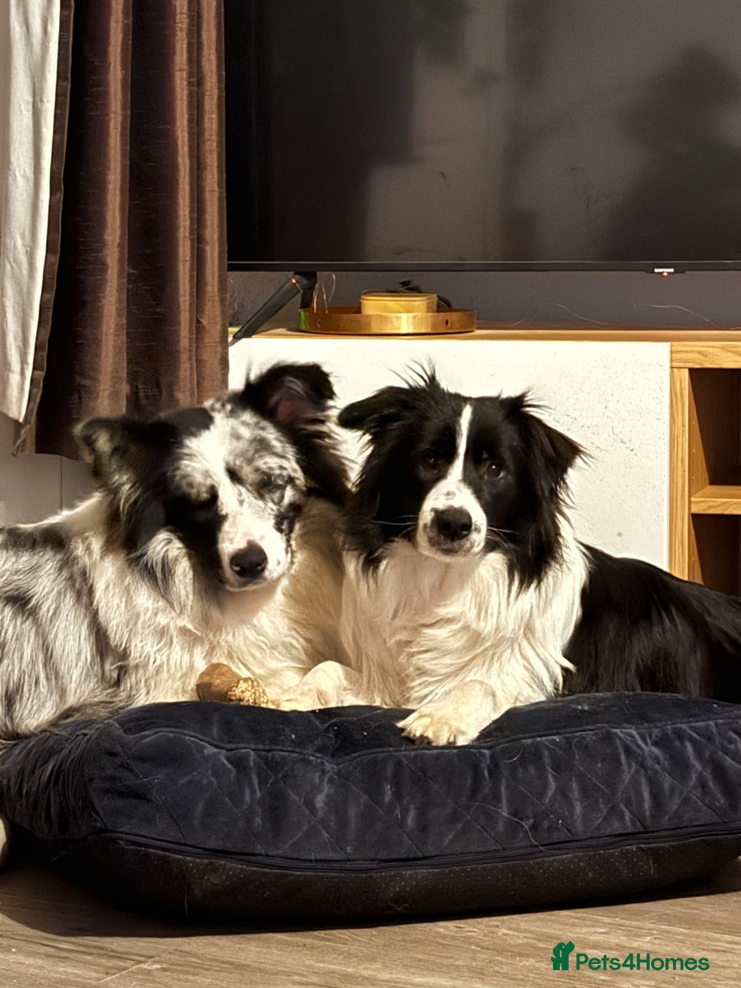 Border Collie dogs for sale: 9 Month old KC Reg, Show Line, Male Border Collie - Advert 8