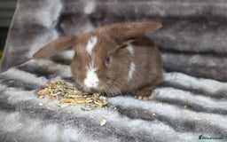 Mini Lop rabbits for sale: 3 Mini Plush x Mini Lop babies  - Image 2