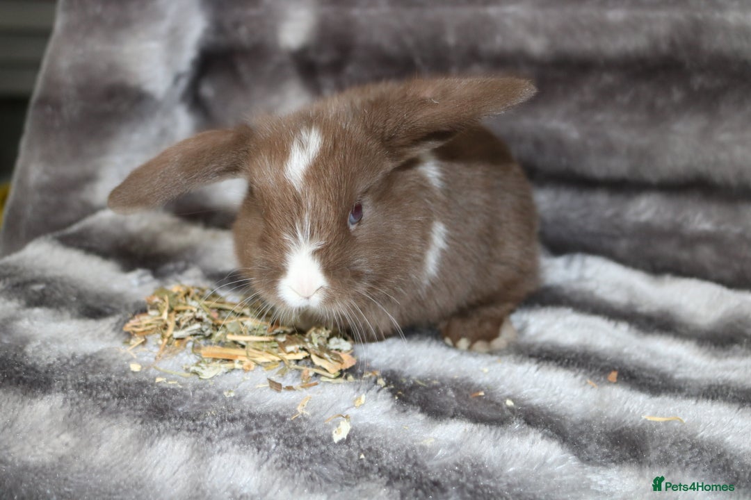 Mini Lop rabbits for sale: 3 Mini Plush x Mini Lop babies  - Image 2