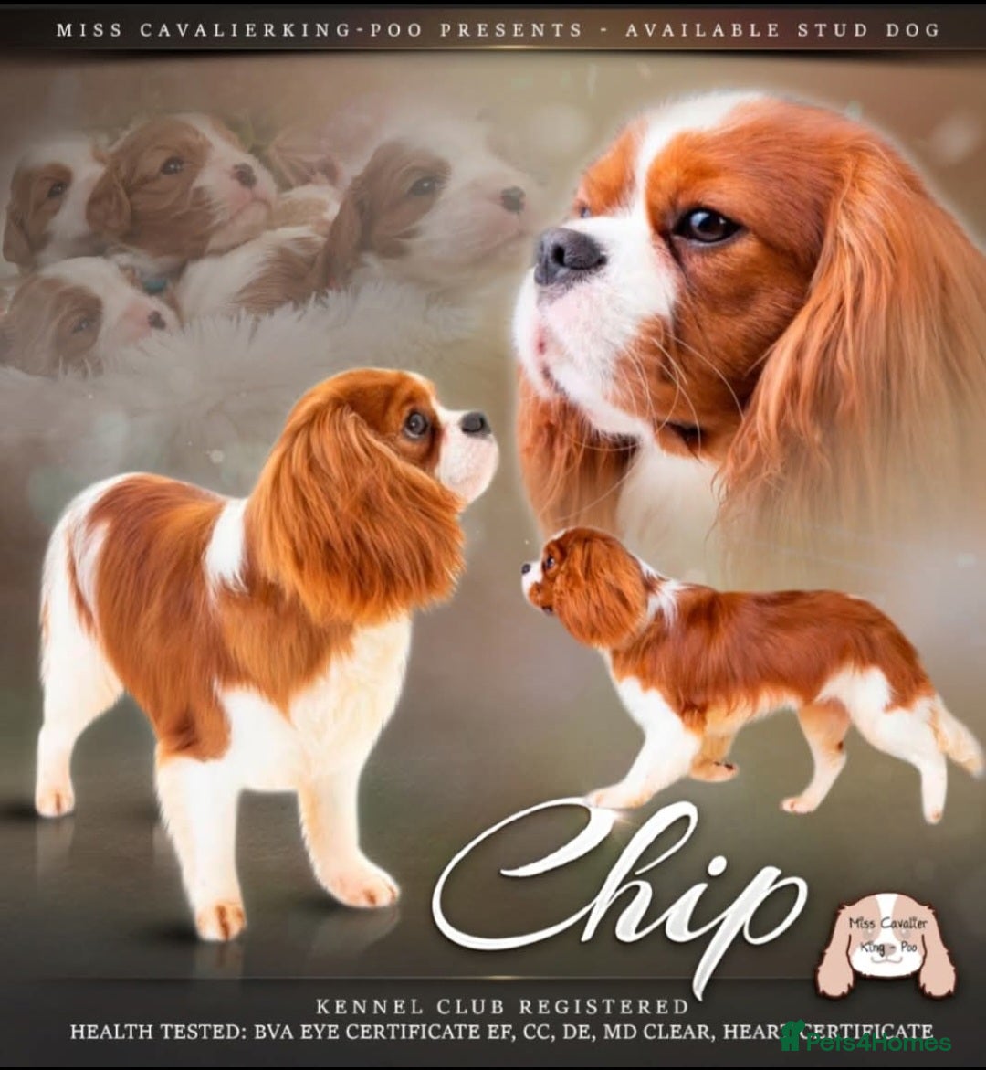 Cavalier King Charles Spaniel dogs Mr Chips kc/health tested stud  in Kettering - Advert 5