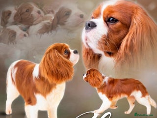 Cavalier King Charles Spaniel dogs in Kettering - Advert 13