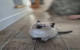 Ragdoll cats for sale: Stunning ragdoll kitten - Image 2