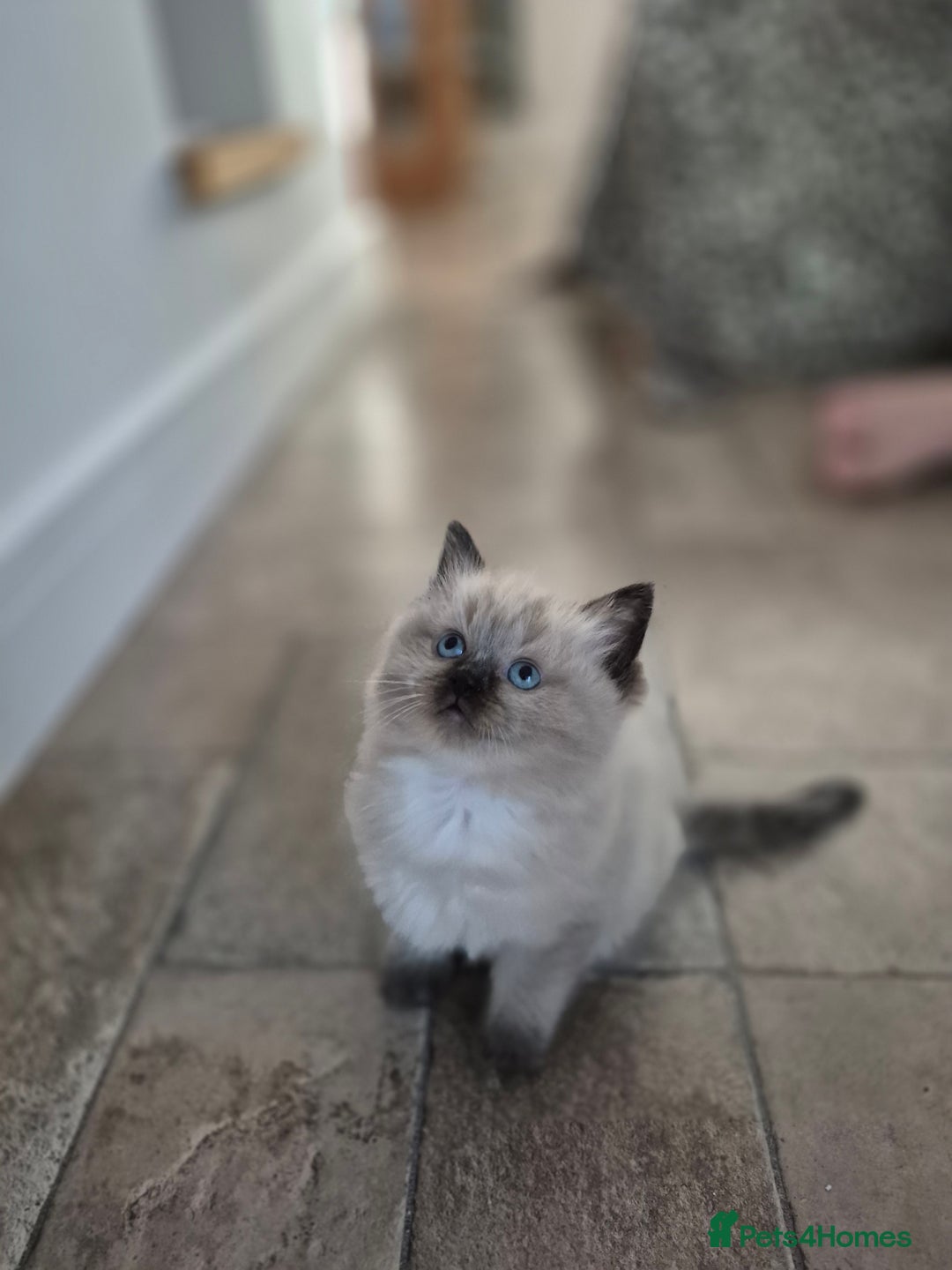 Ragdoll cats for sale: Stunning ragdoll kitten - Image 2