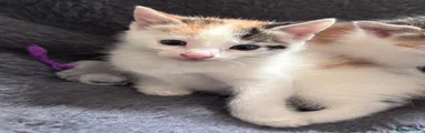 Mixed Breed 3 Calico female 