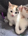 Mixed Breed 3 Calico female
