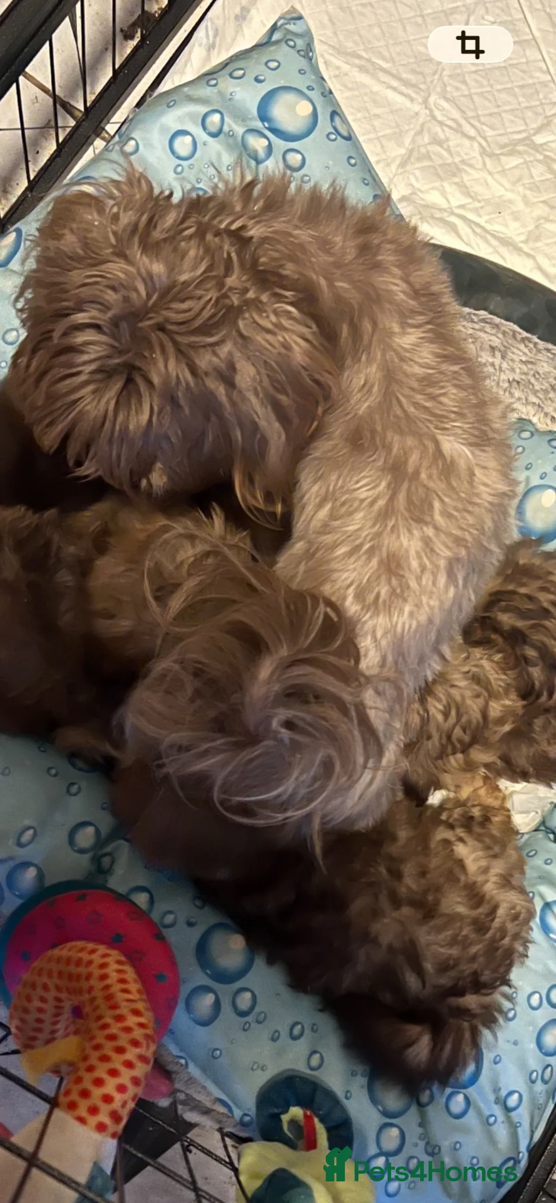 Shihpoo dogs for sale: Shihpoo  in Halifax - Advert 2