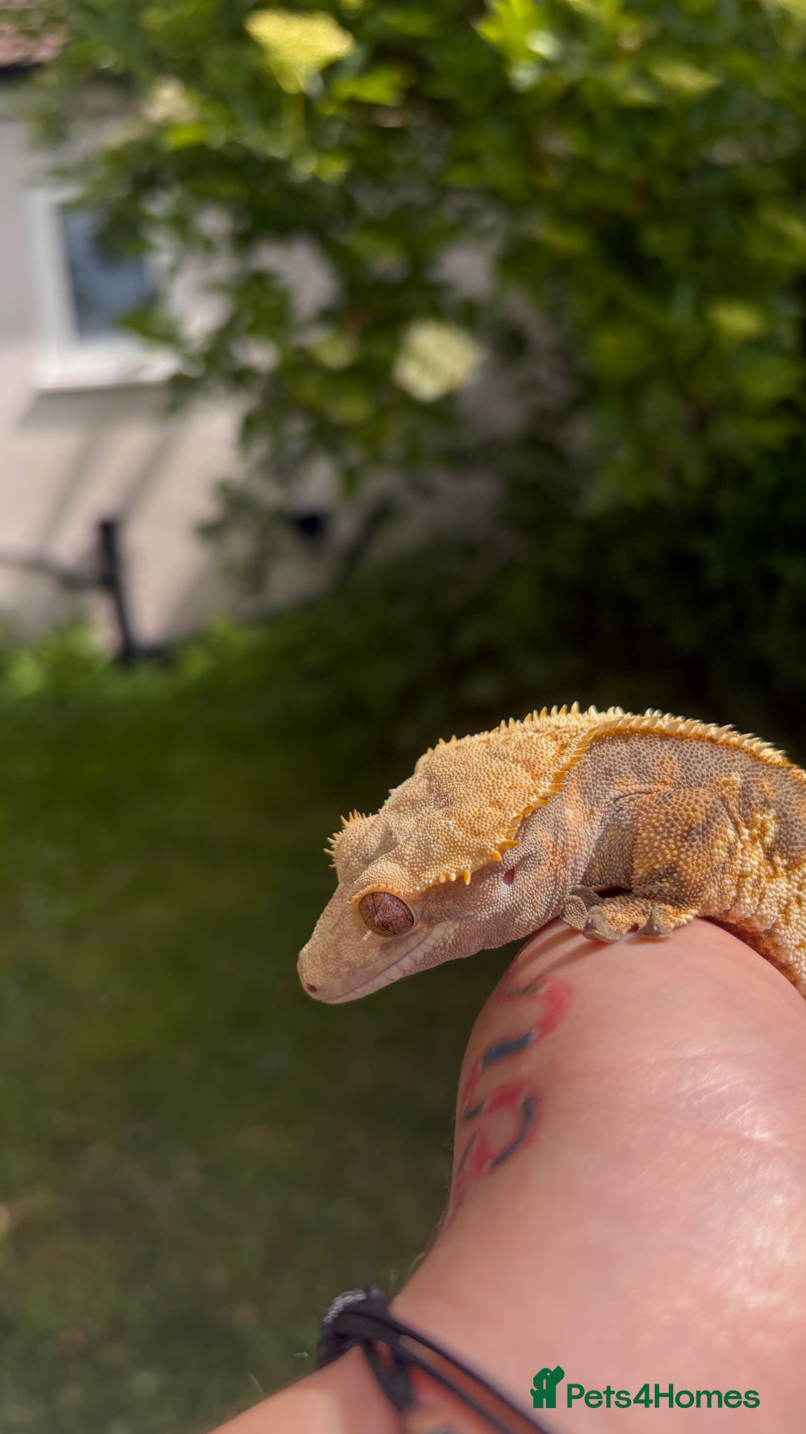 Gecko reptiles Male Tri-colour crested gecko - Advert 2