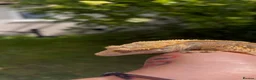 Gecko reptiles for sale: Male Tri-colour crested gecko - Advert 1