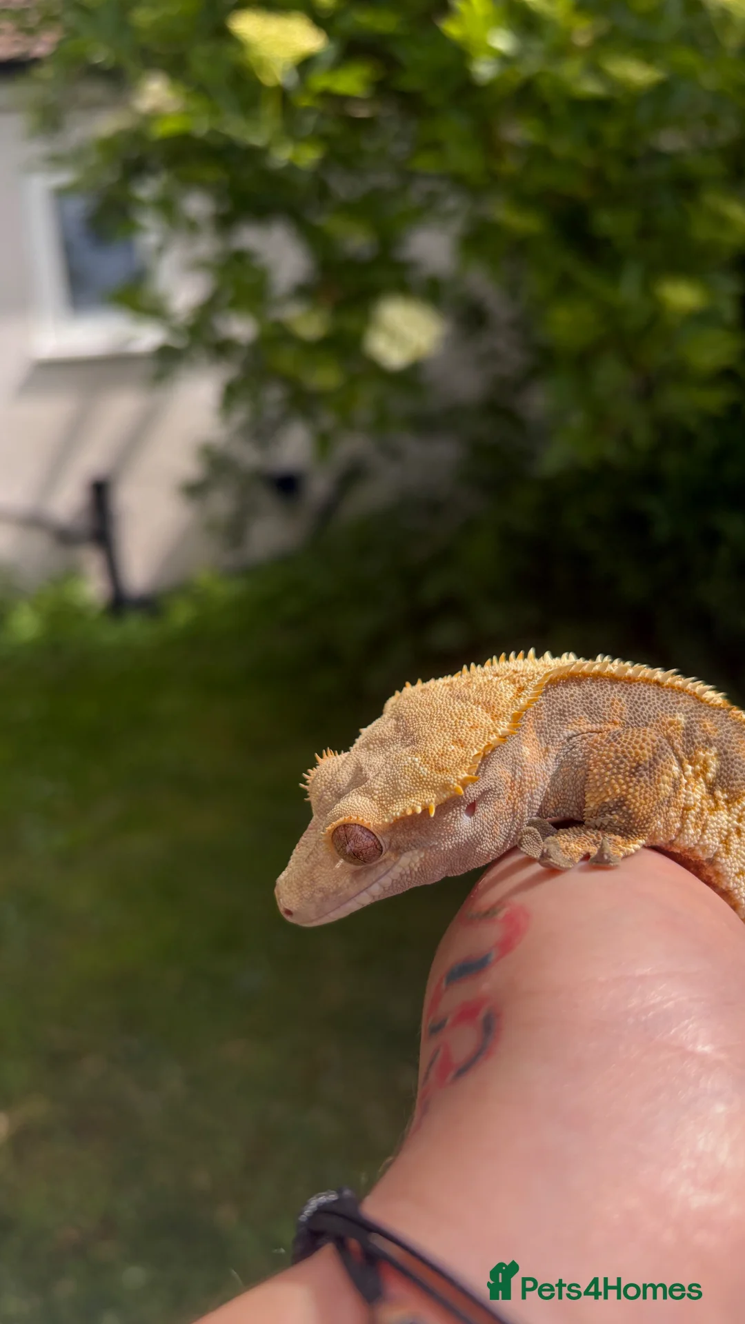 Gecko reptiles for sale: Male Tri-colour crested gecko - Advert 1
