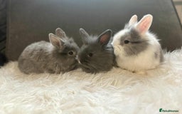 Mixed Breed rabbits for sale: Lionhead/rex babies  - Image 7