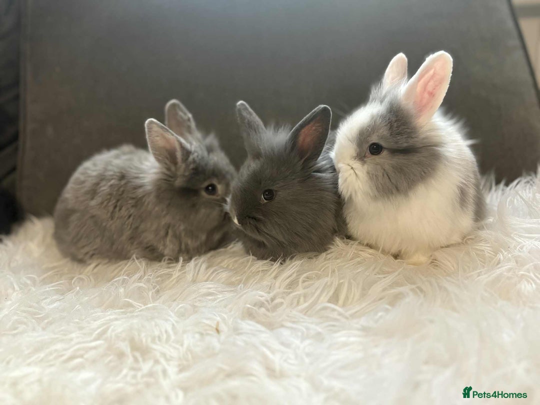Mixed Breed rabbits for sale: Lionhead/rex babies  - Image 7