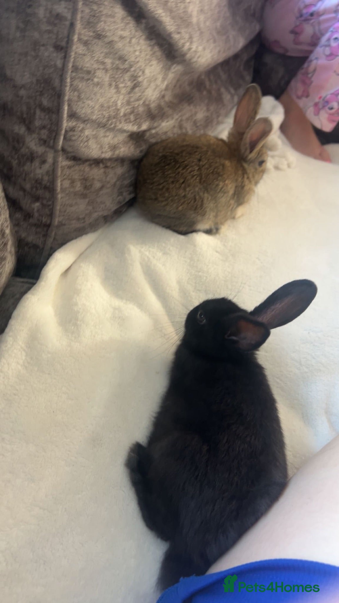 English rabbits 2 rabbits for sale  - Advert 1