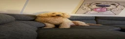 Goldendoodle dogs for sale: Goldendoodle Puppies - Advert 2