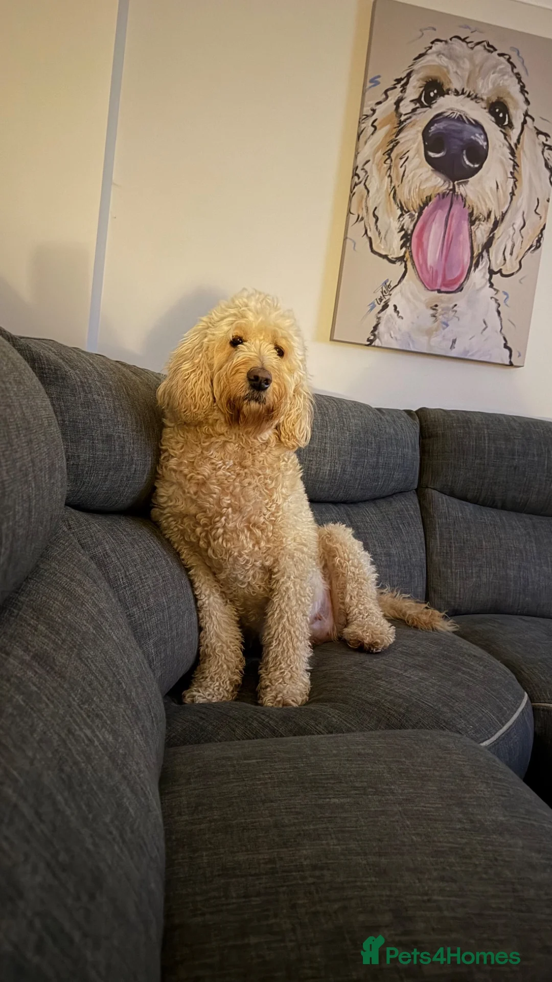 Goldendoodle dogs for sale: Goldendoodle Puppies - Advert 2