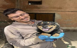 Mixed Breed dogs for adoption: REMY-playful pup/very affectionate/loves dogs  - Advert 7