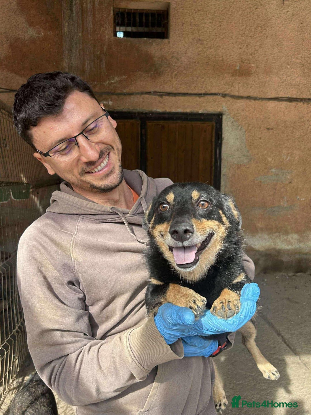 Mixed Breed dogs for adoption: REMY-playful pup/very affectionate/loves dogs  - Advert 7